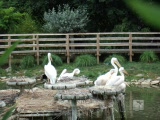 Vid�o Zoo parc de Beauval